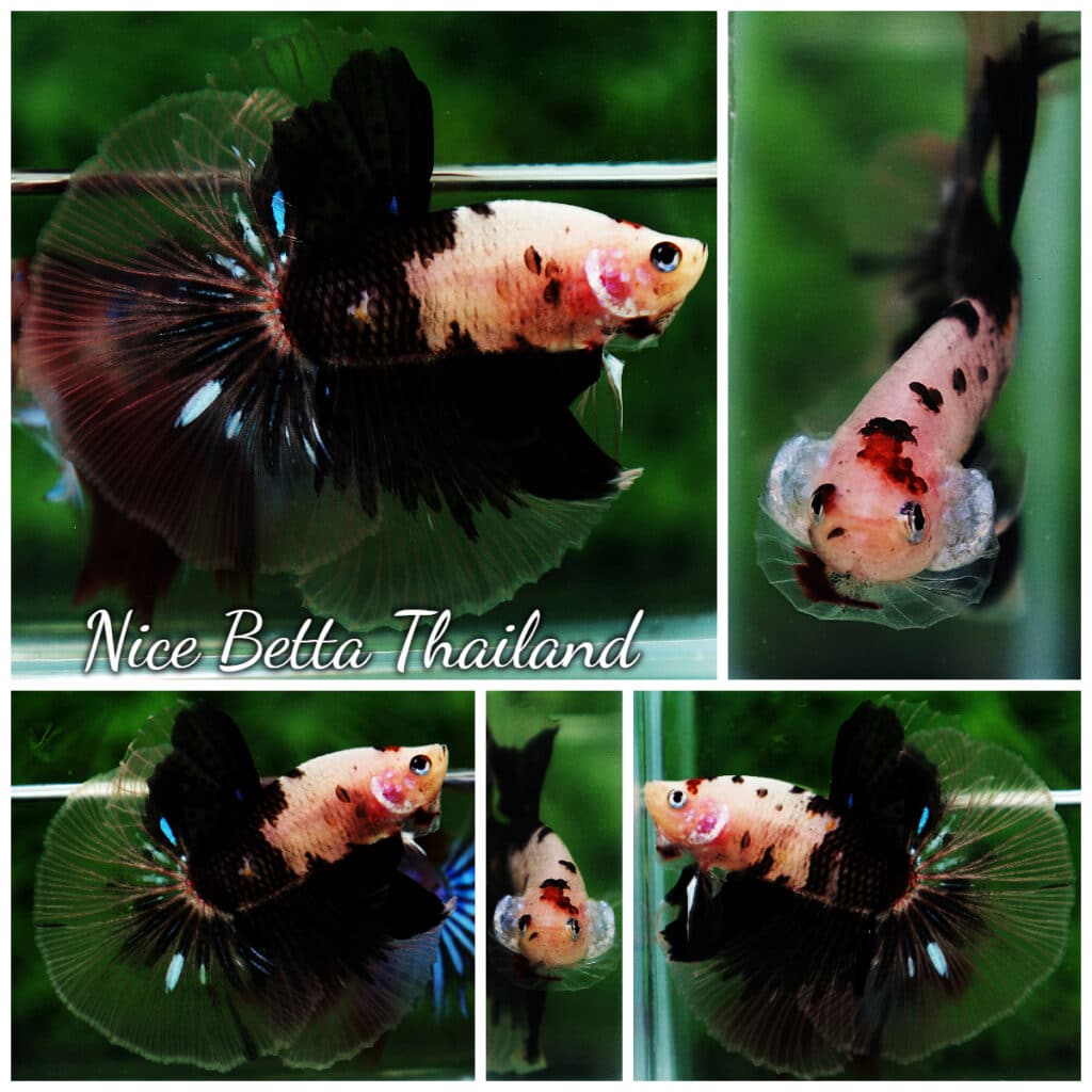 Betta fish OHM Dalmatian hawk