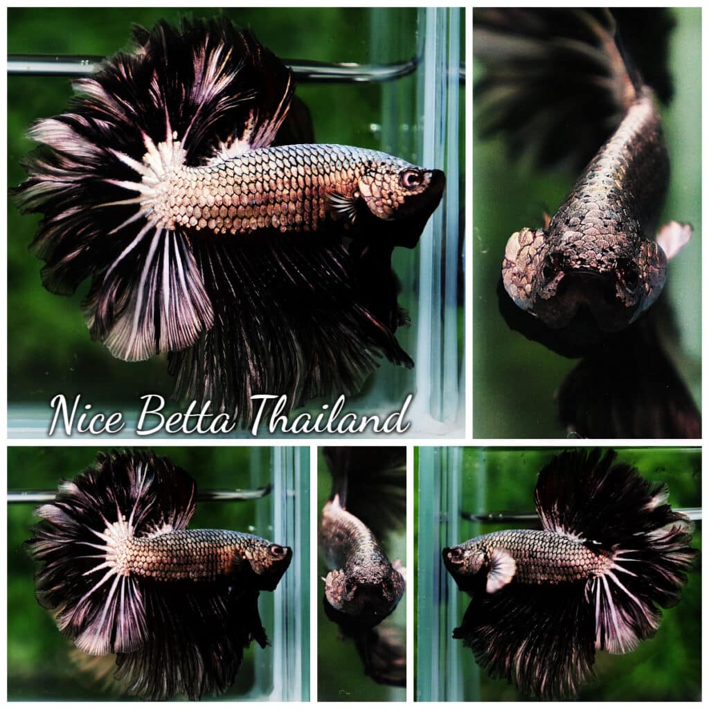 Betta fish Apache Black Platinum Dragon
