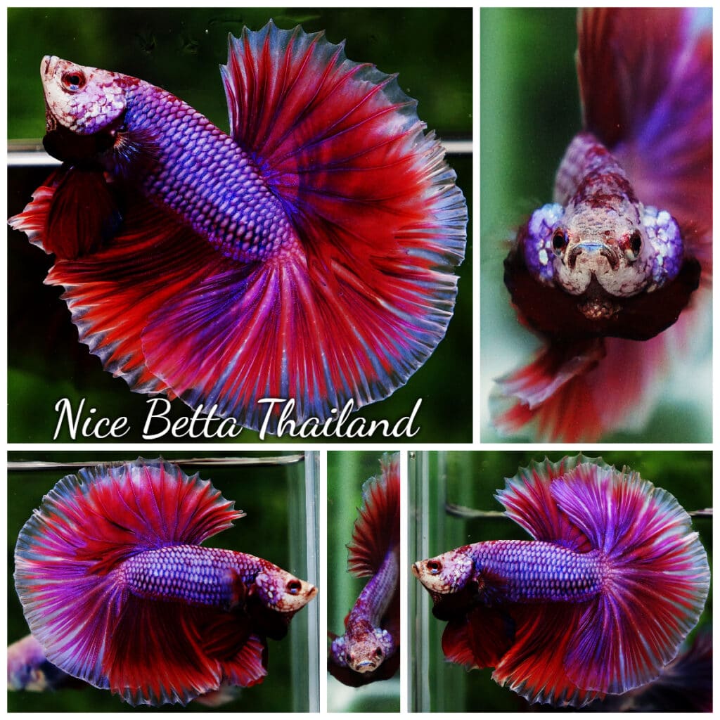 Betta fish OHM Prince Lavender Sky hawk