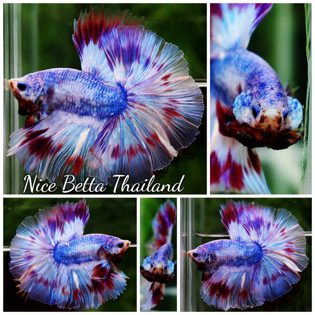 Betta fish OHM Fancy Lavender Sky hawk