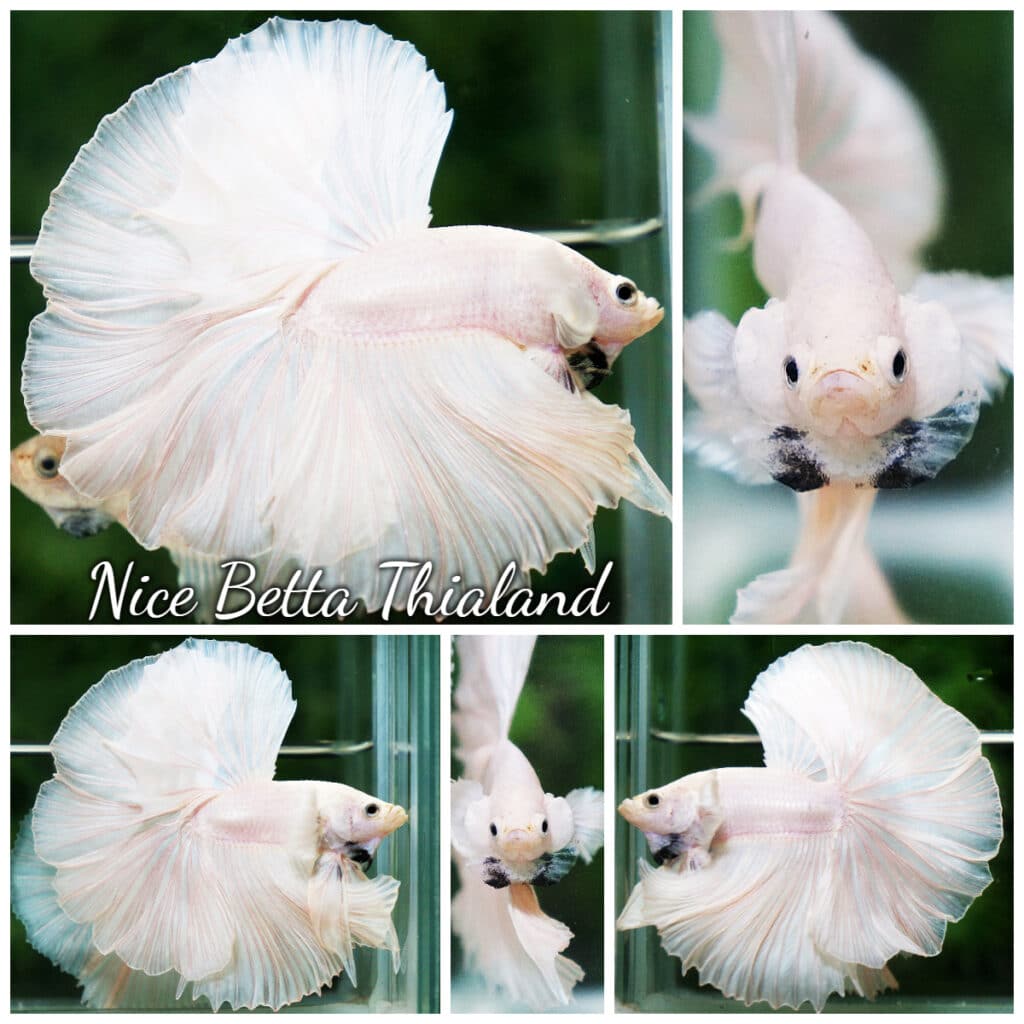 Betta fish Rose Prince Of Big White Dumbo