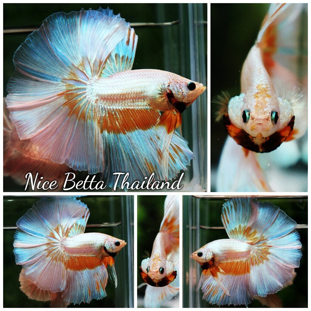 Betta fish OHM Big Super Gold Butterfly