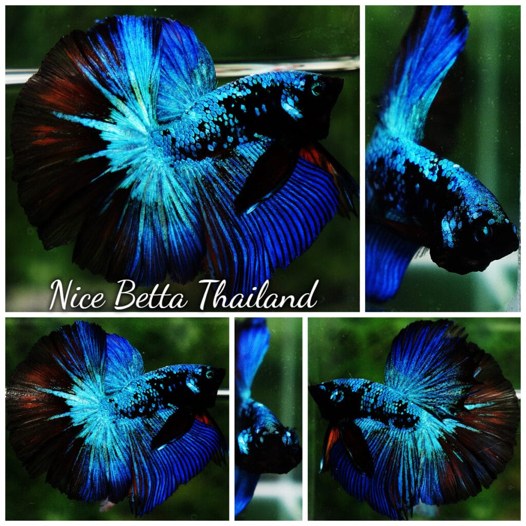 Betta fish OHM King of Dark Blue Eyes Avatar