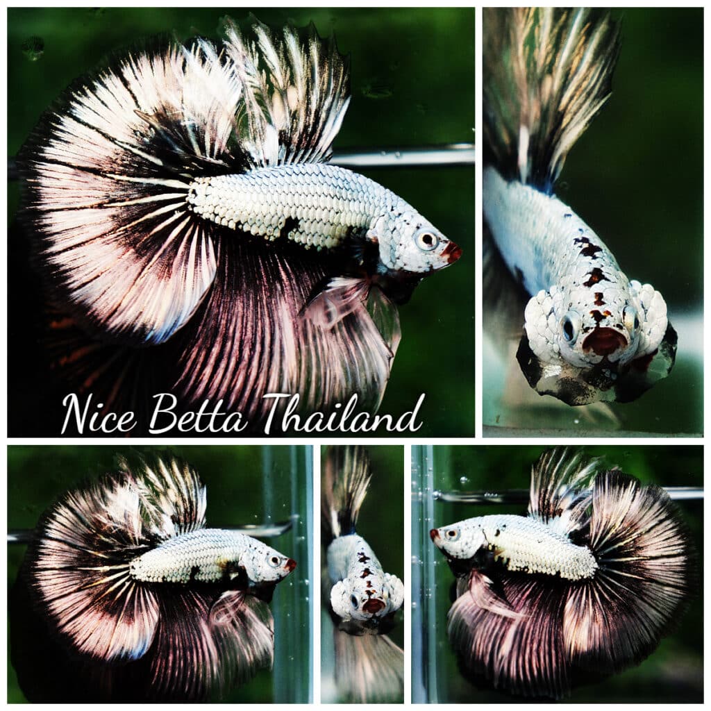 Betta fish HM SUMURAI Silver armor