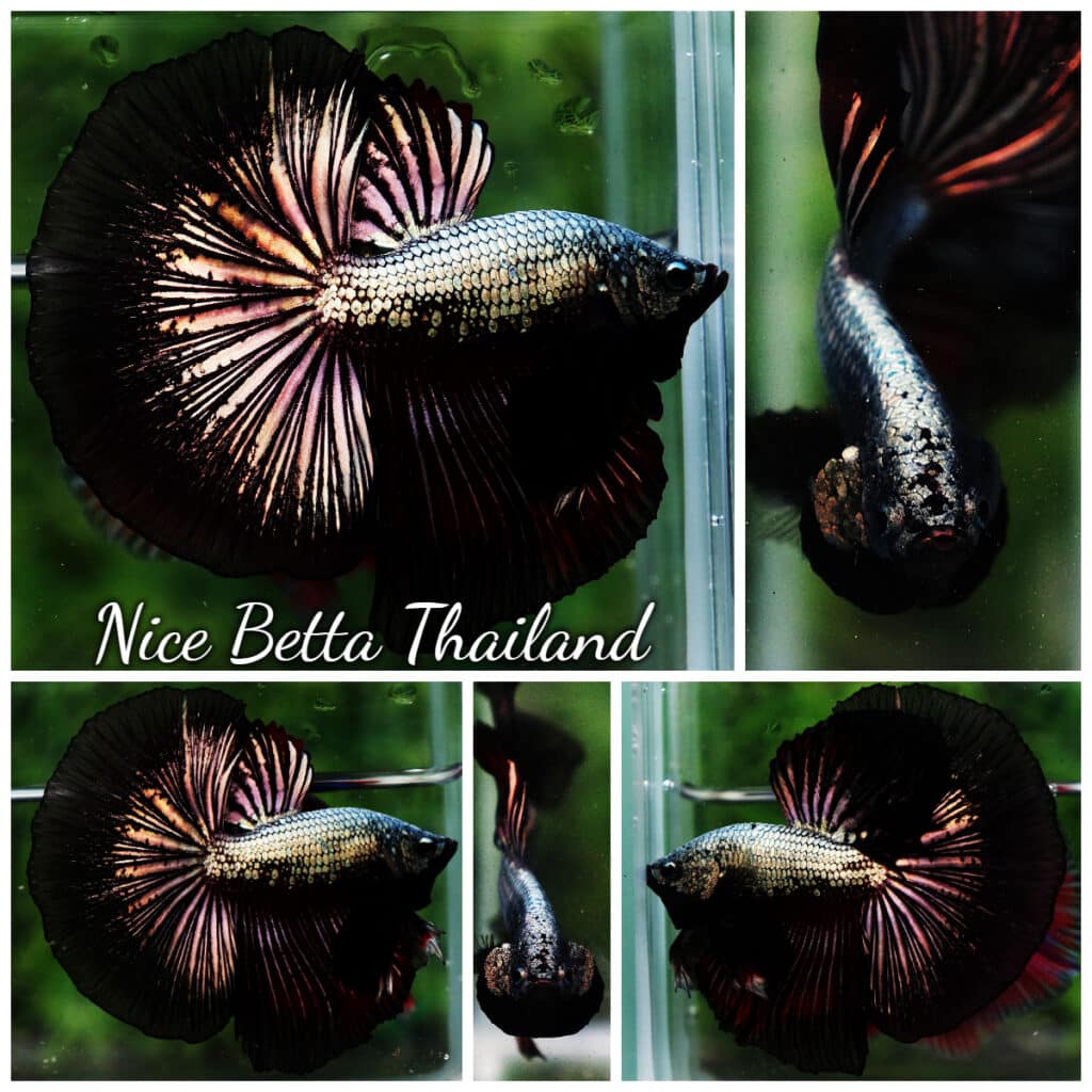 Betta fish OHM Big Hell Copper Dragon