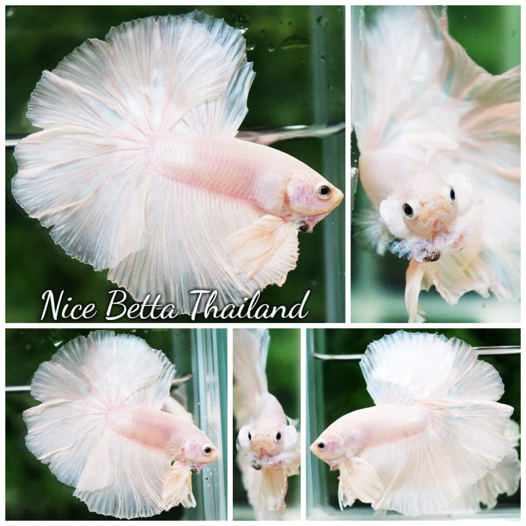 Betta fish Rose Prince of the White