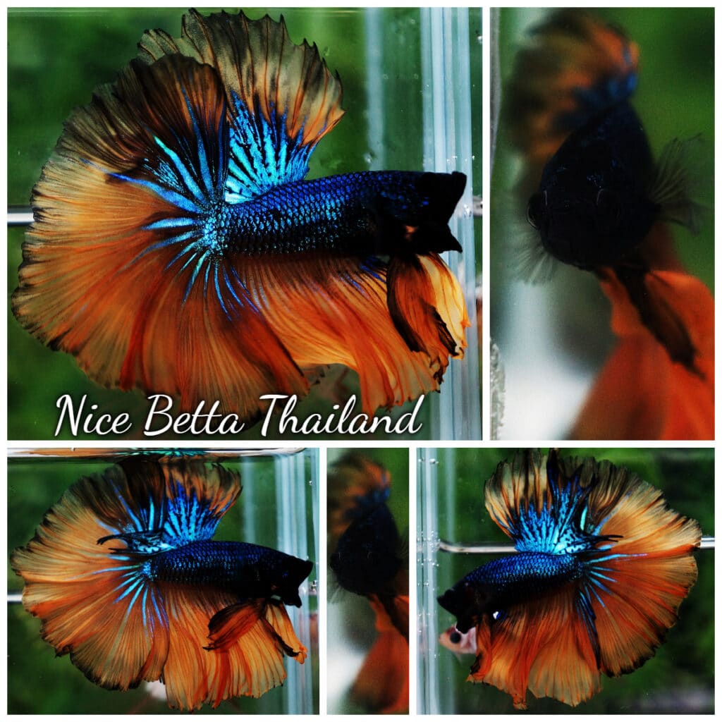 Betta fish OHM Big Blue Macaw