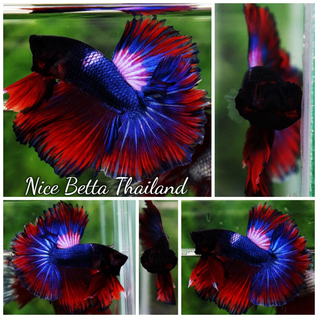 Betta fish Rose Magical Warrior