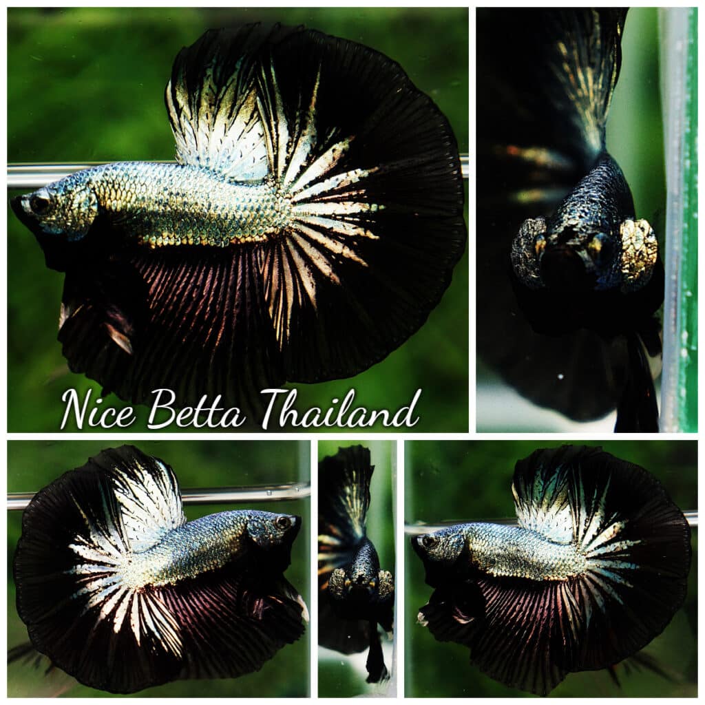 Betta fish HM Black Copper Dragon