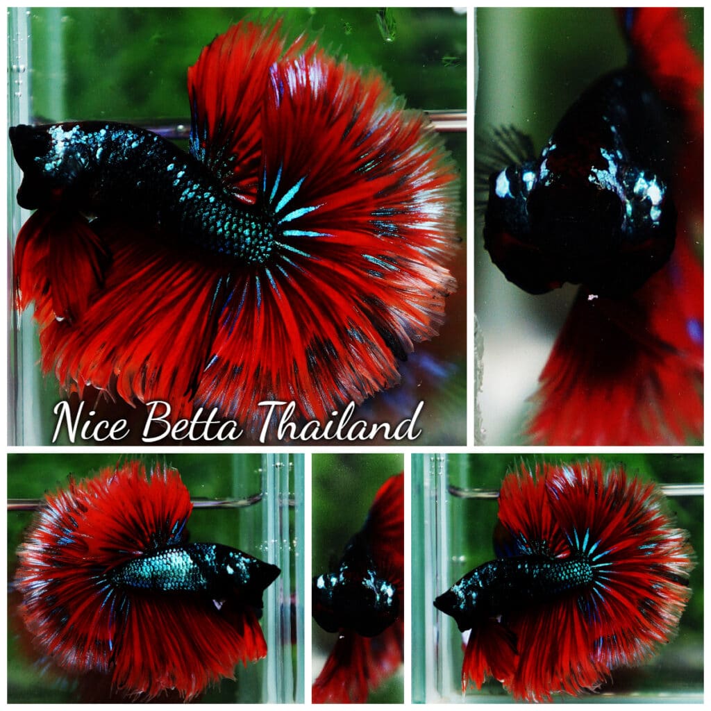 Betta fish OHM Monster Red Warrior