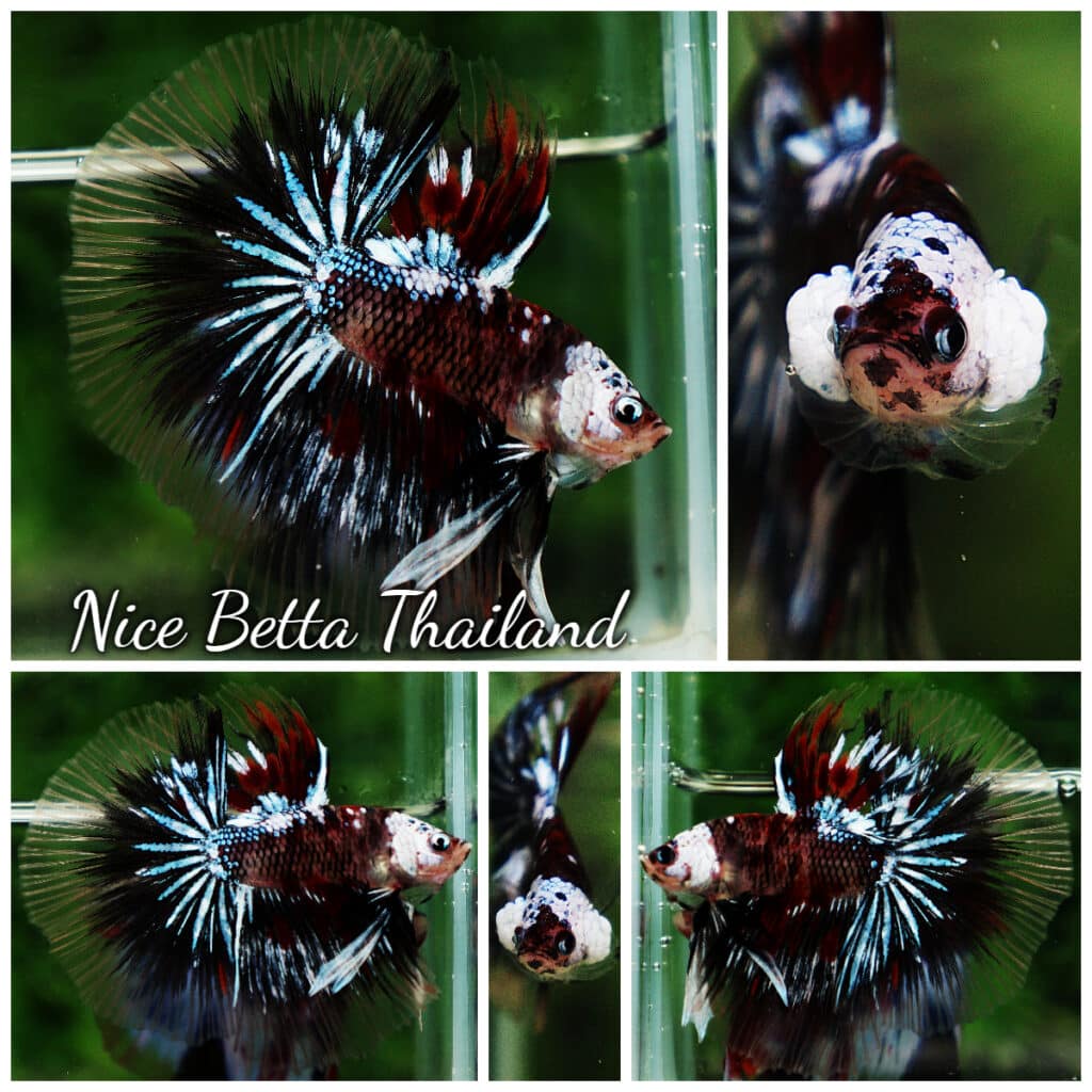 Betta fish HM Samurai Warrior Koi