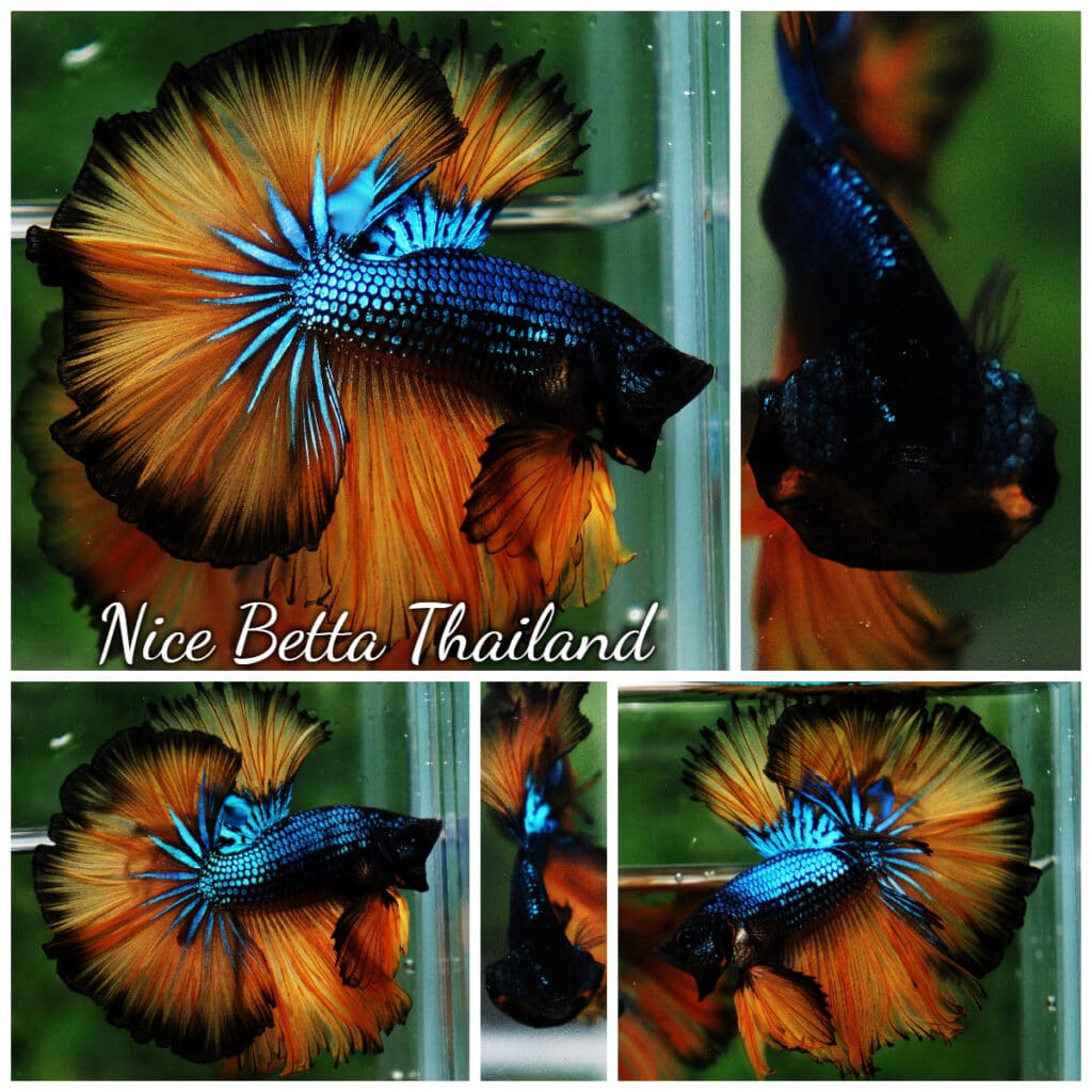 Betta fish OHM Blue Mustard Gas sky hawk