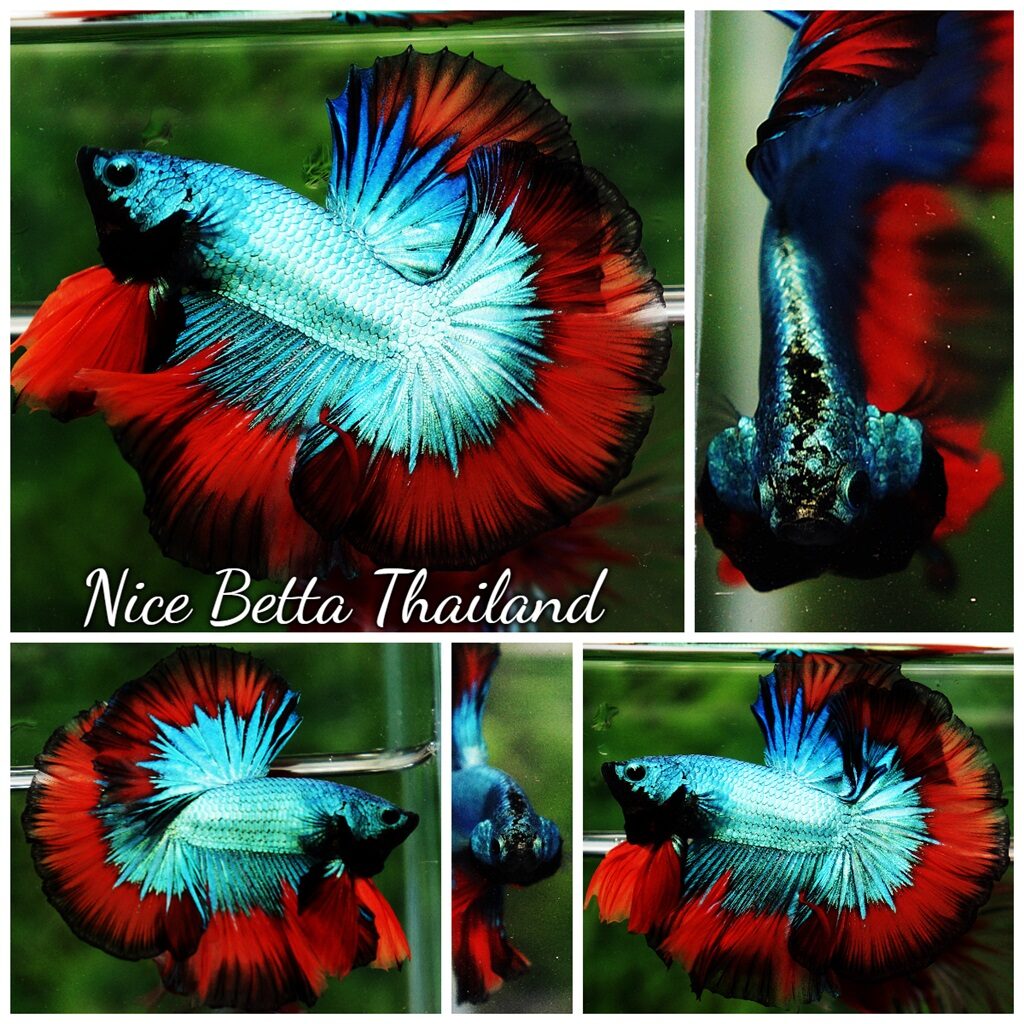 Betta fish OHM Green Diamond Red Butterfly