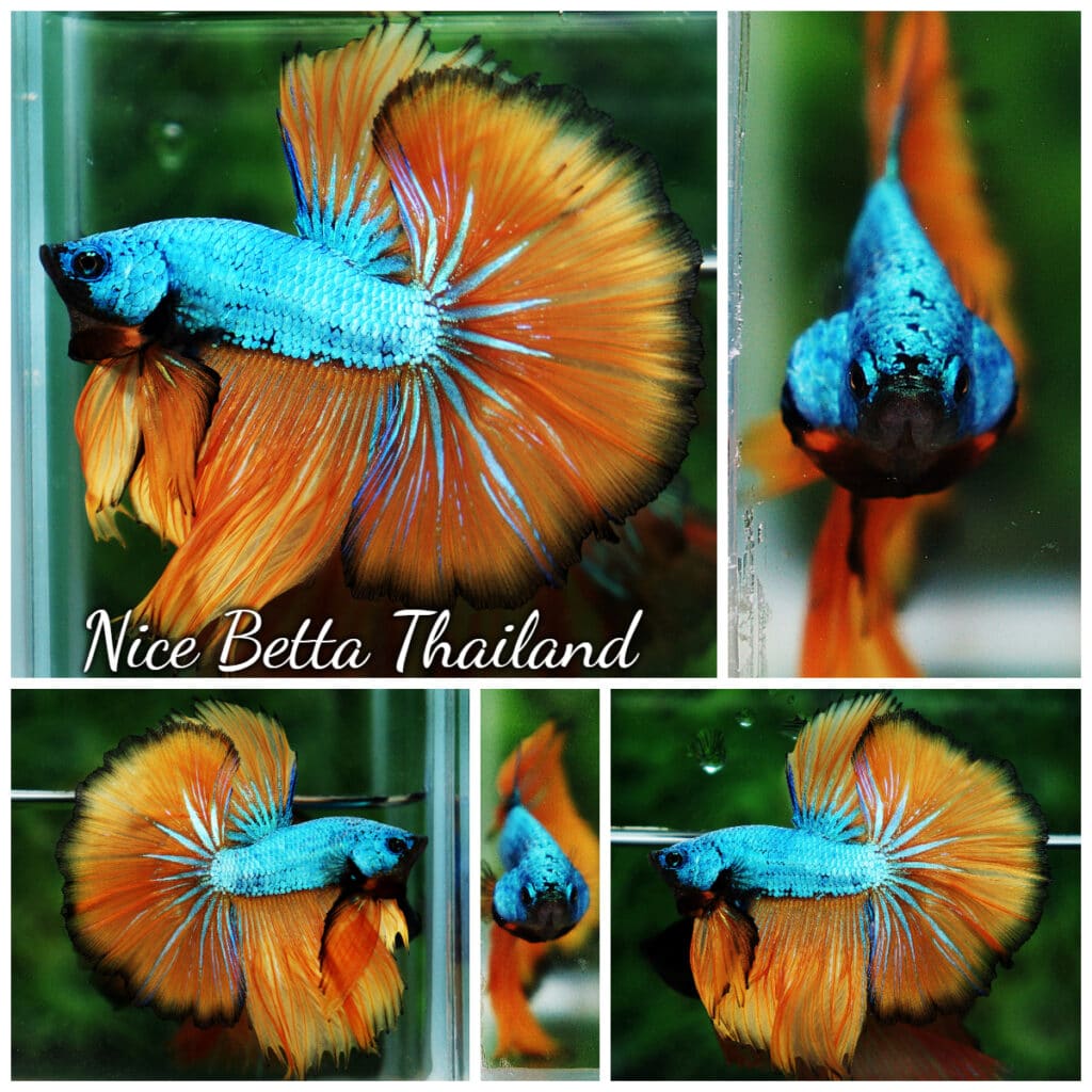 Betta fish OHM Green Diamond Red Butterfly