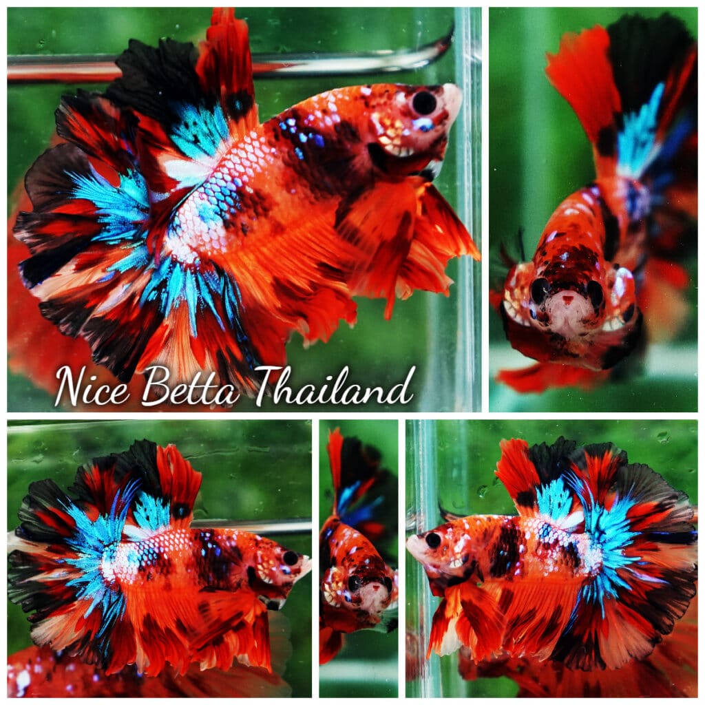 Betta fish OHM Multicolor Devil Candy Nemo Feather tail