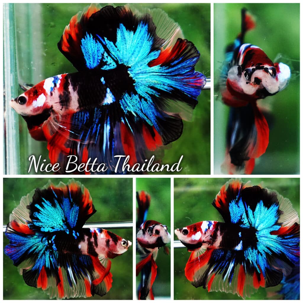 Betta fish OHM Devil Avatar Gordon (First Line)