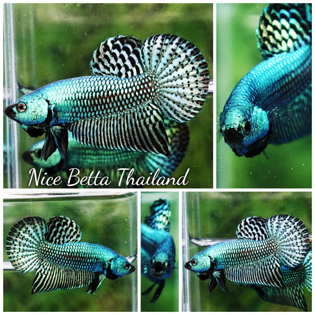 Wild Betta fish Super Green Alien Hybrid - nicebettathailand.com