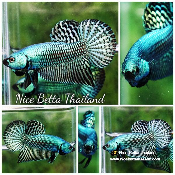 Wild Betta fish Super Green Alien Hybrid