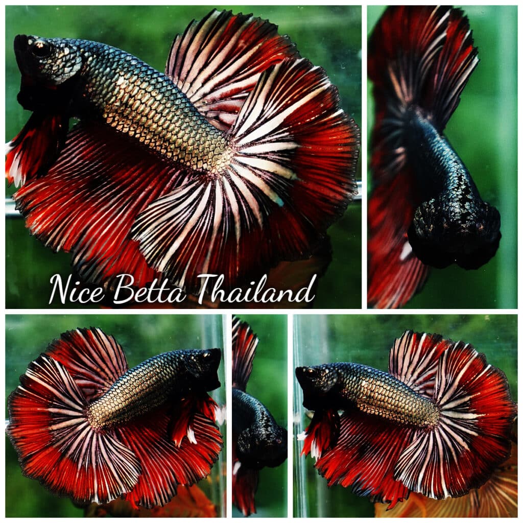 Betta fish OHM Sin Hell Blood Copper