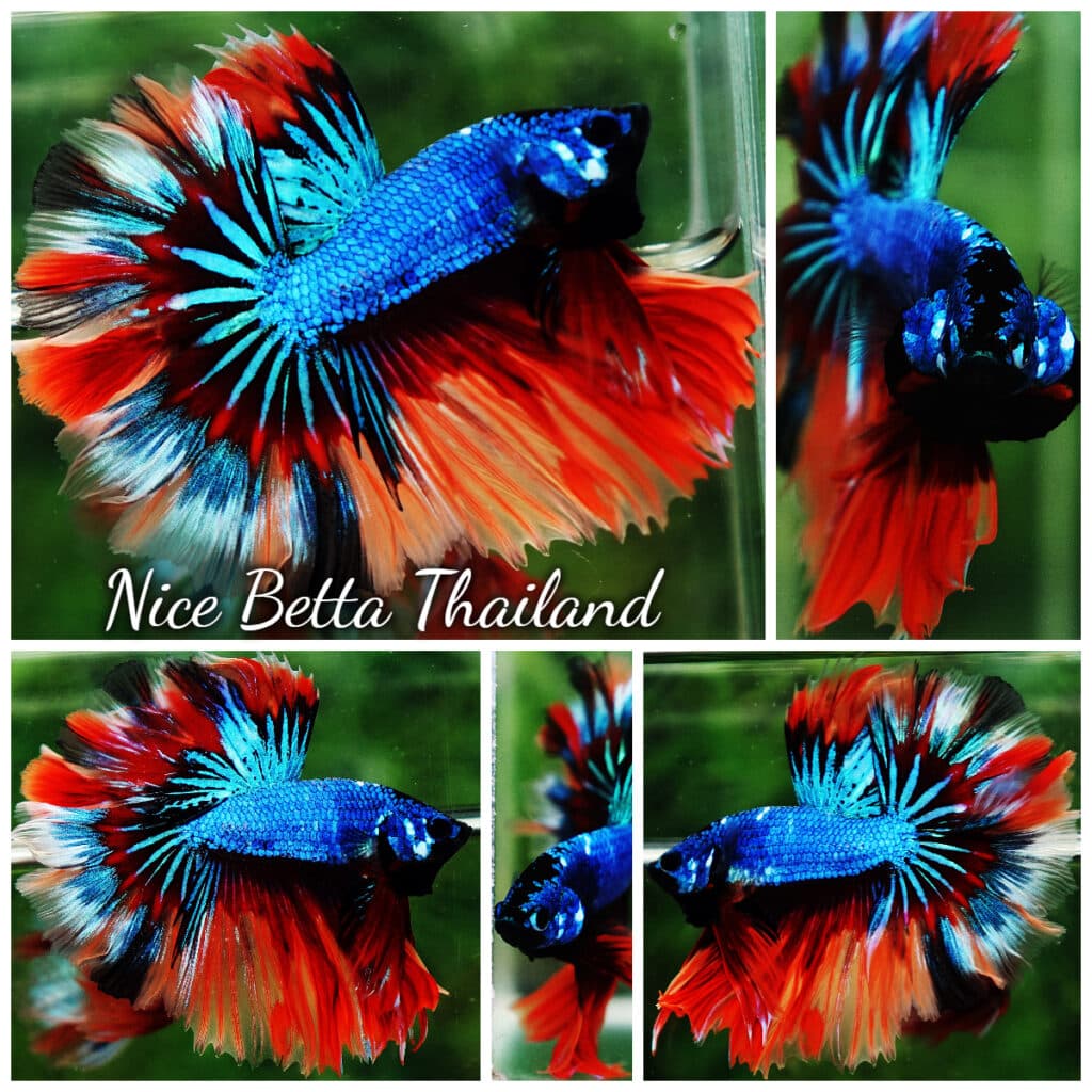 Betta fish OHM Blue Fire Blaze Burn Rosetail