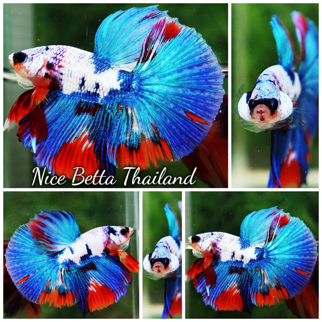 Betta fish HM Magical Orange Blue Marble Black glasses