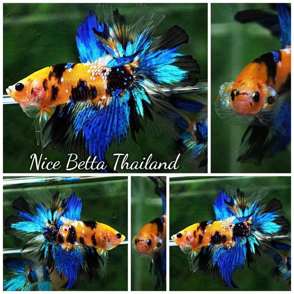 Betta fish OHM Yellow Blue Tiger Rosetail