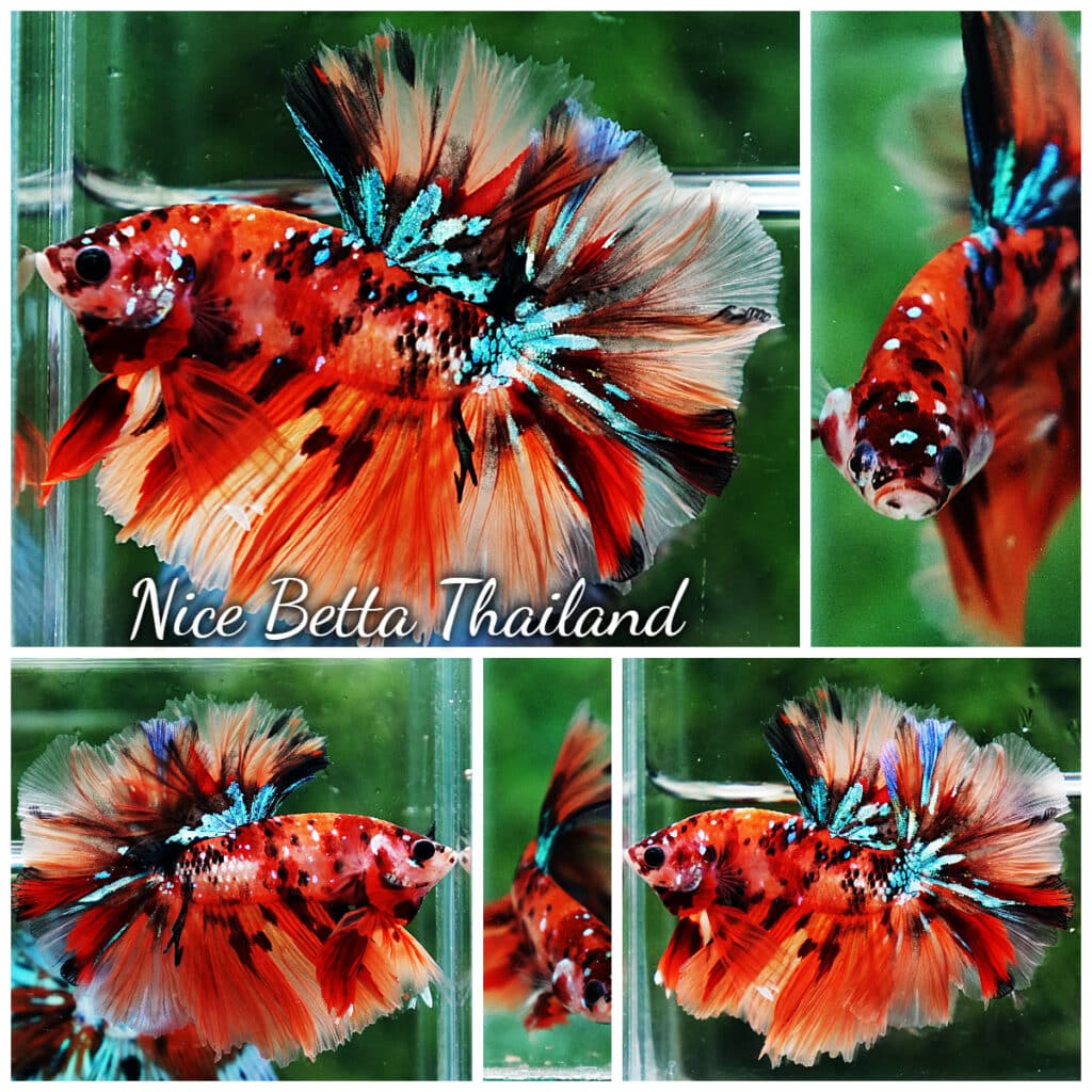 Betta fish OHM King Candy Star Sky Hawk Rosetail