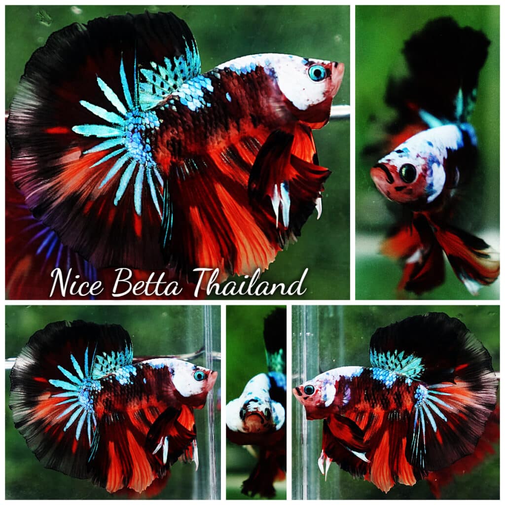 Betta fish OHM Dark Candy Warrior Helmet Marking