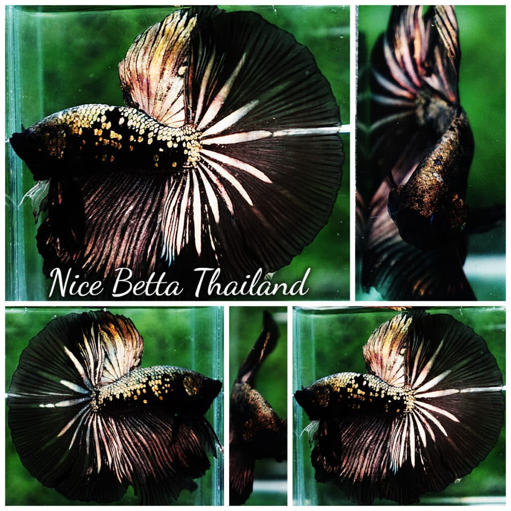 Betta fish OHM King Shadow Black Gold Star Series (Rare)