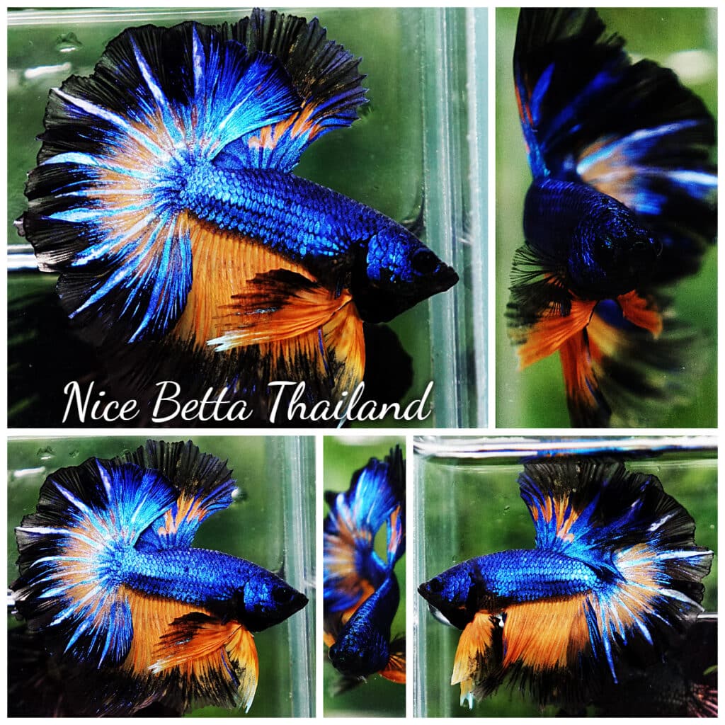 Betta fish OHM Blue Mustard Gas Black Ring Rosetail