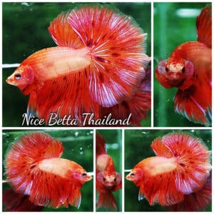 Betta fish OHM Armageddon Meteor Strom