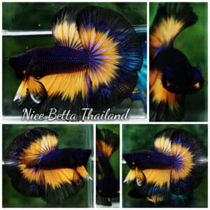 Betta fish OHM Black Purple Pumpkin Halloween