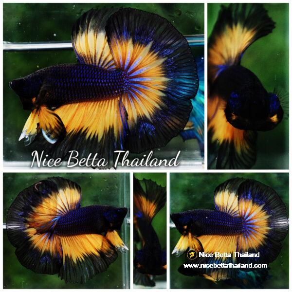 Betta fish OHM Black Purple Pumpkin Halloween