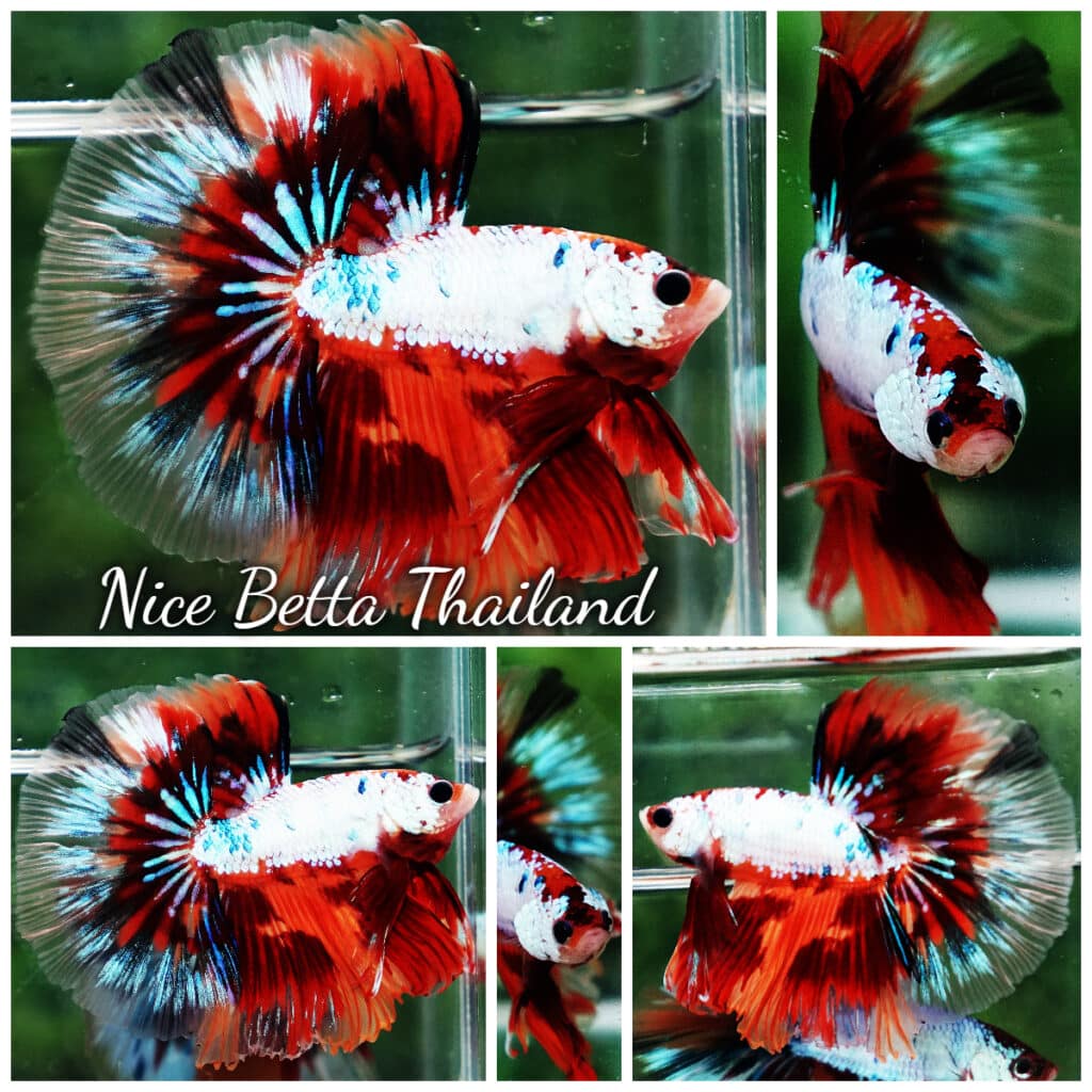 Betta fish OHM Fancy Multicolor On Fire