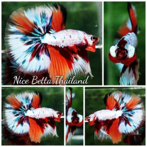 Betta fish OHM Fancy Candy Marble