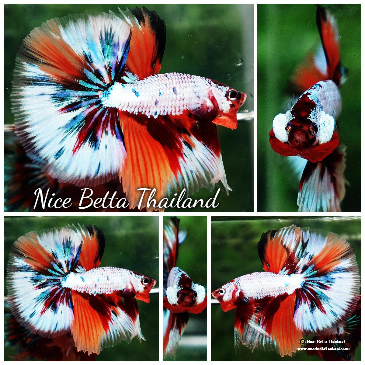 Premium Betta Fish for Sale - Nice Betta Thailand.CO.,LTD