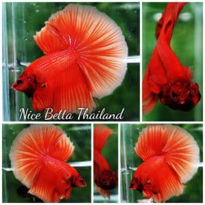 Betta fish OHM Super Orange