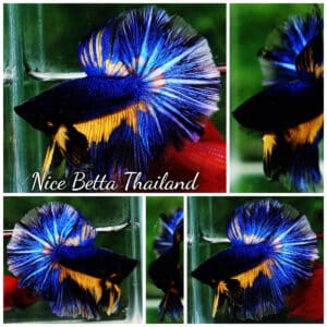 Betta fish OHM Blue Black Pumpkin Mustard Gas