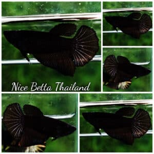 Betta fish Female HM Super Black