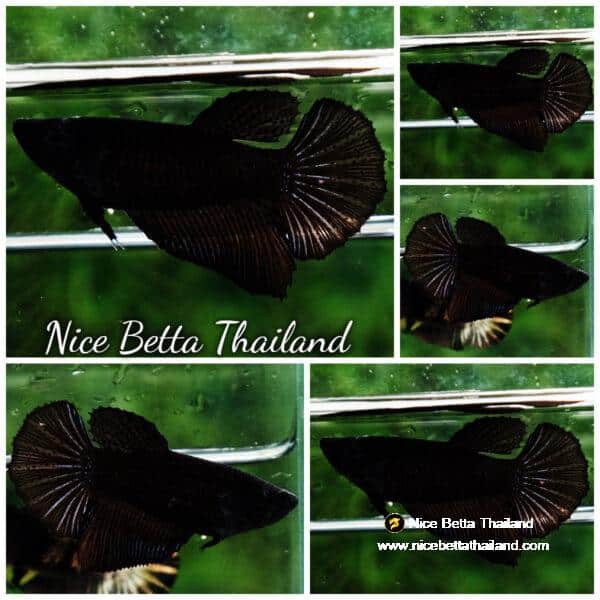 Betta fish Female HM Super Black