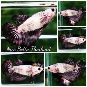 Betta fish Female HM Black Copper Marble