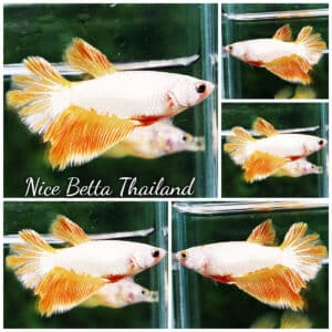Betta fish Female HM Sparkle Gold Dragon