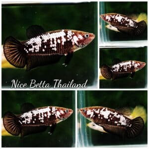 Betta fish Female HMPK Black Samurai