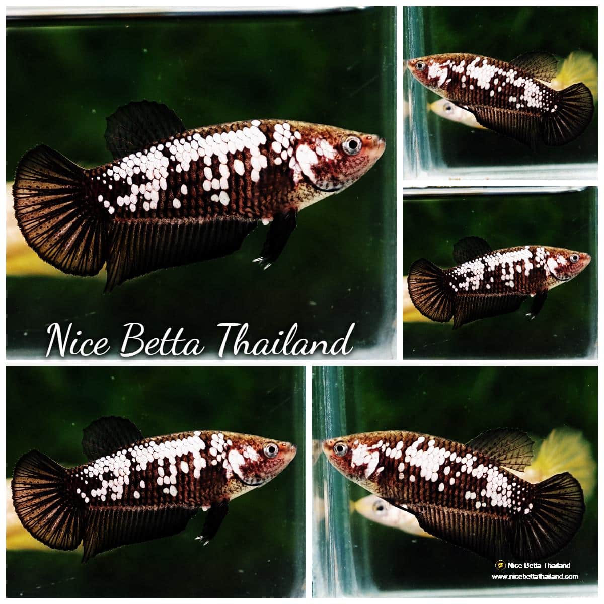 Betta fish Female HMPK Black Samurai - nicebettathailand.com
