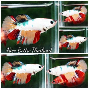 Betta fish Female HM Emerald Candy Dragon