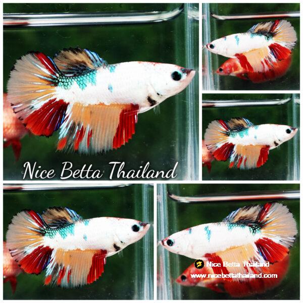 Betta fish Female HM Emerald Candy Dragon