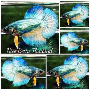 Betta fish Female HM Green Mustard Gas Butterfly