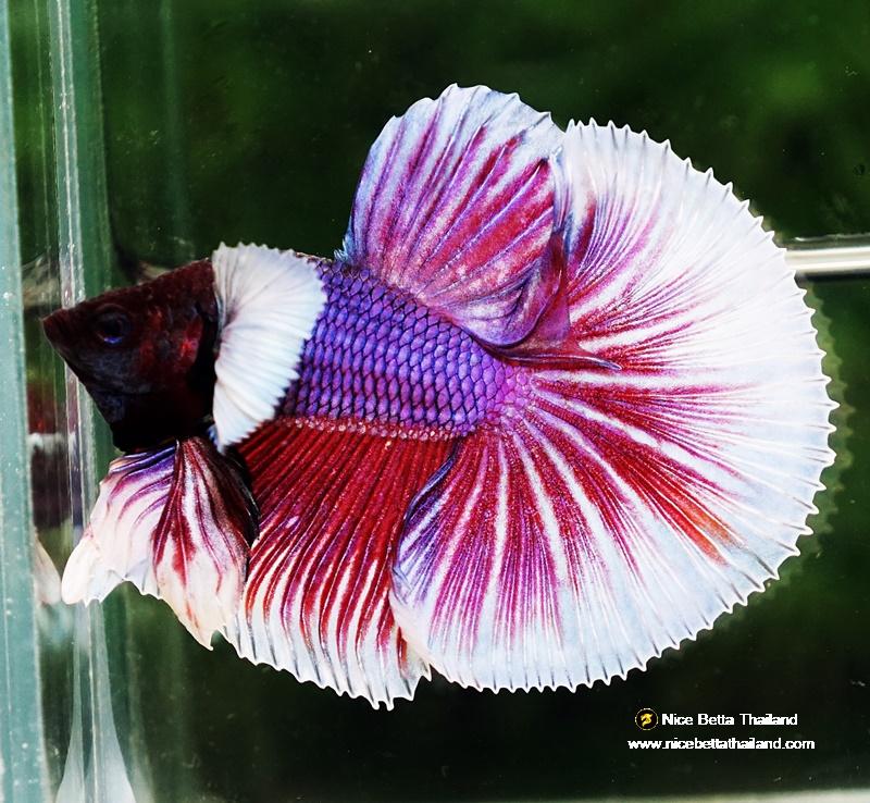 Pink Freshwater Aquarium Fish