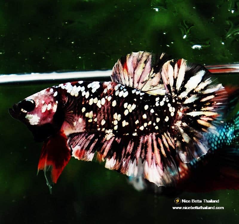 Comp Fighter Fish Betta fish HMPK The Dark Nebula (Rare & Comp Grade) - nicebettathailand.com