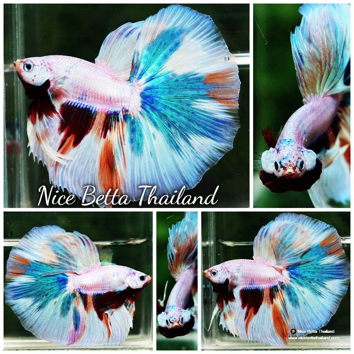 Betta fish OHM Rainbow Candy Marble - nicebettathailand.com